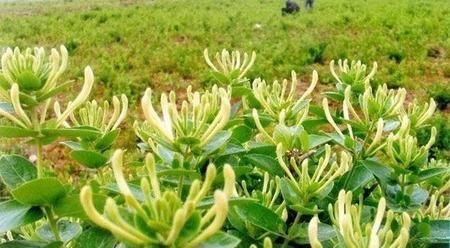 菊花玫瑰花和金银花一起泡水喝有什么好处(玫瑰金银花菊花泡茶的功效)