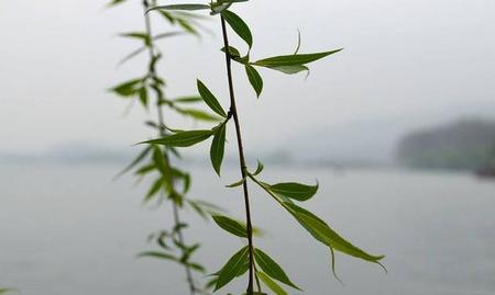 端午节门前挂艾草是什么意思(端午节门前放艾草什么意思)