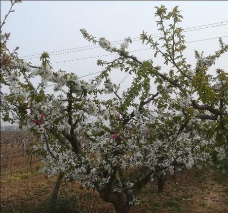 樱桃树跟樱花树是一样的吗(樱桃树与樱花树区别)